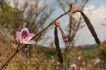 Bauhinia variegata var. variegata