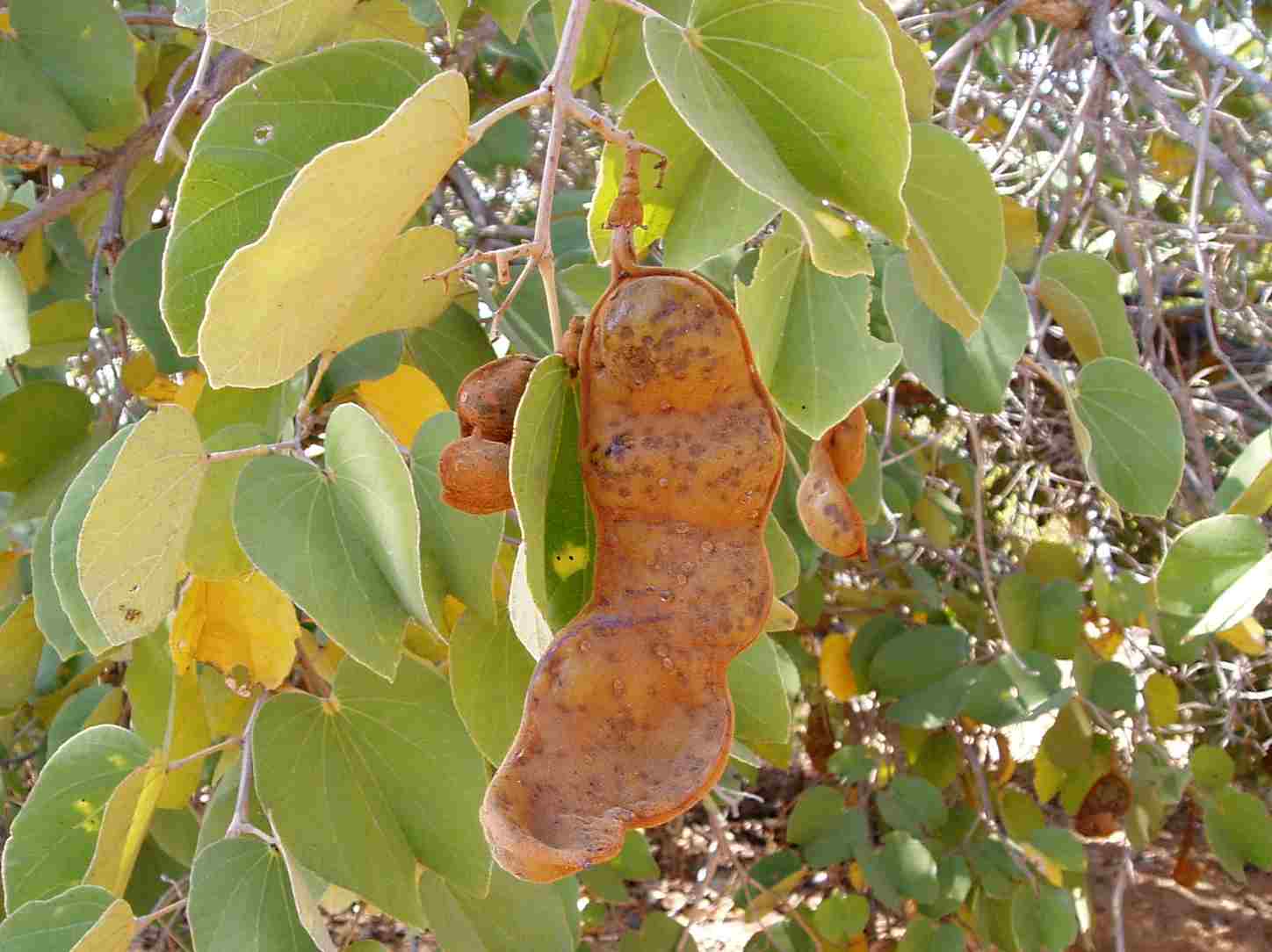 Piliostigma thonningii Piliostigma thonningii