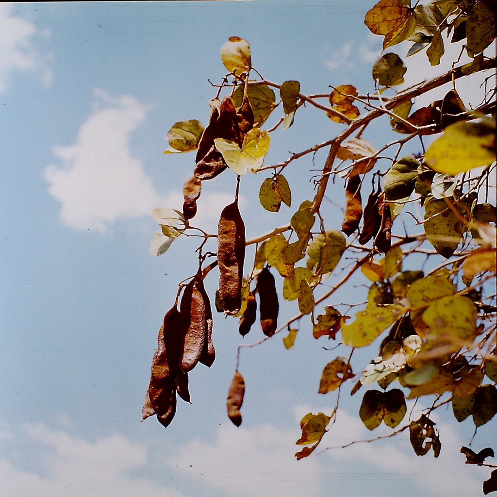 Piliostigma thonningii