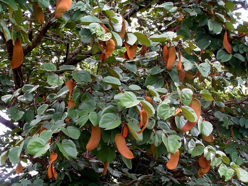 Piliostigma thonningii Piliostigma thonningii