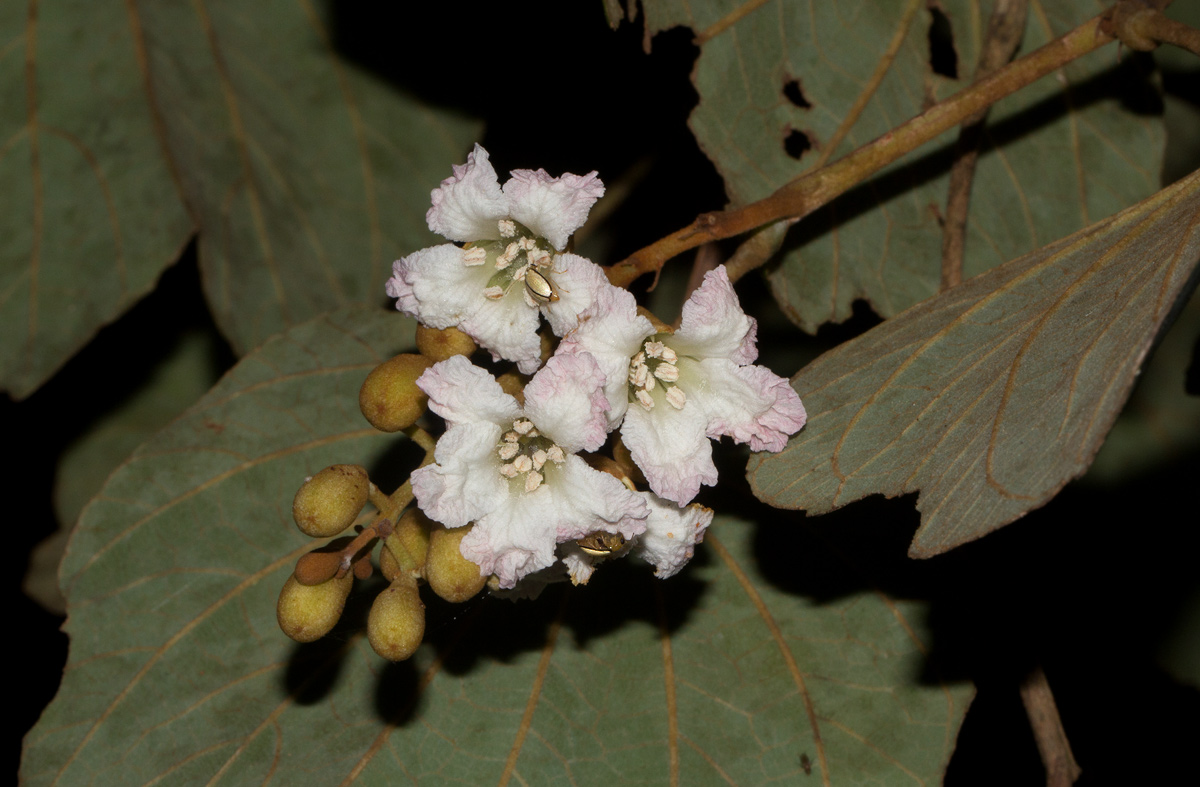 Piliostigma thonningii