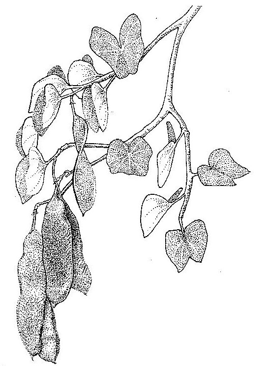 Piliostigma thonningii Piliostigma thonningii