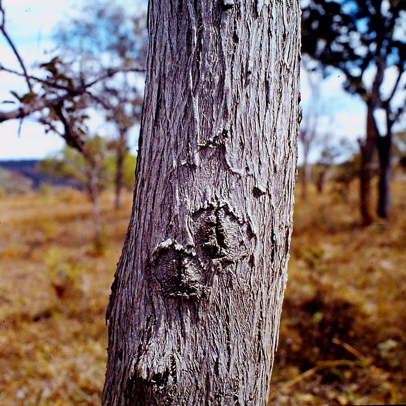 Piliostigma thonningii Piliostigma thonningii