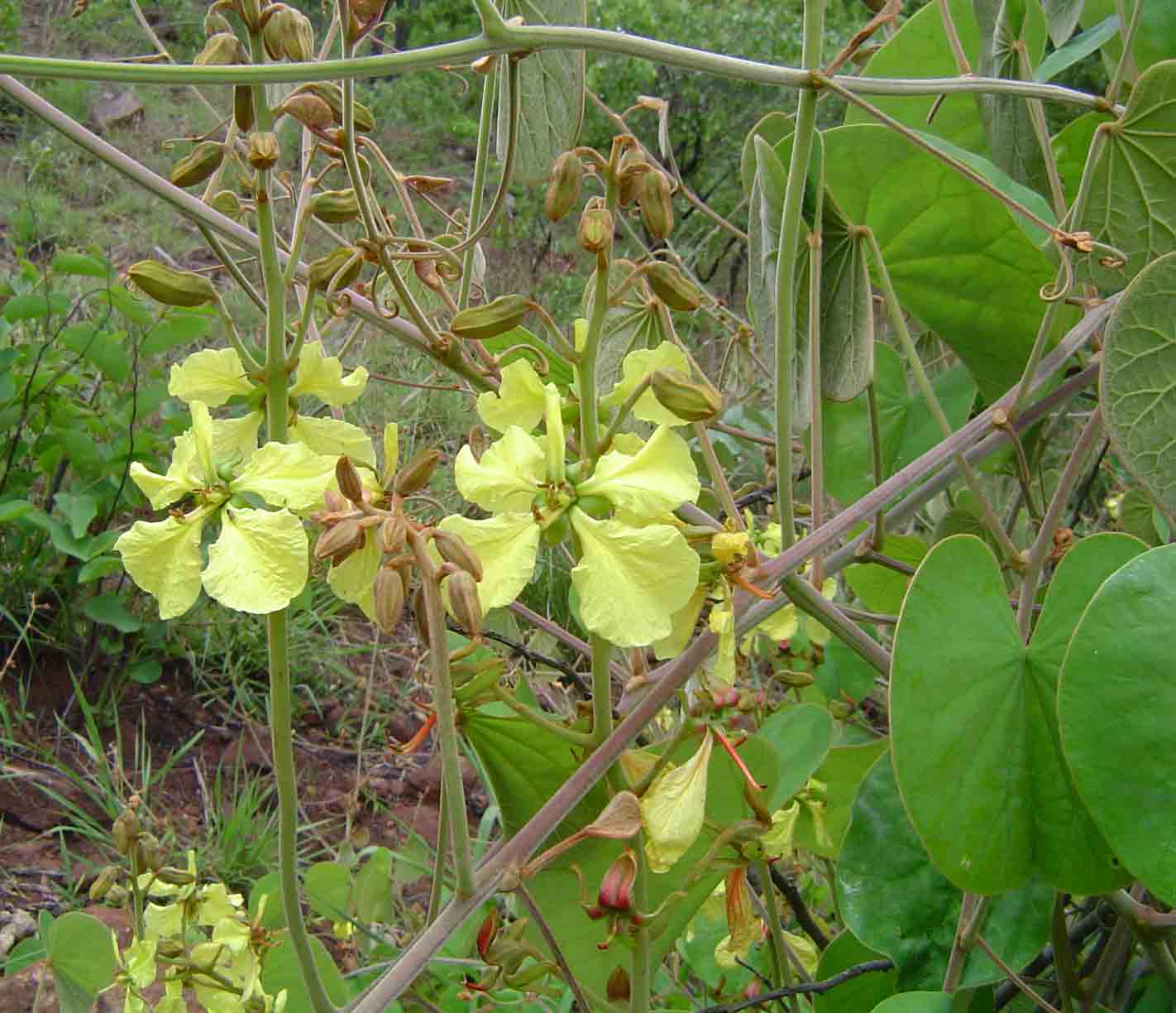 Tylosema fassoglense Tylosema fassoglense