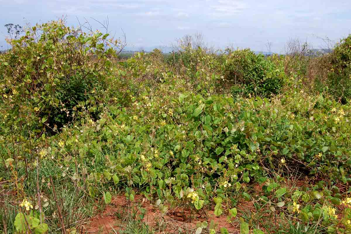 Tylosema fassoglense Tylosema fassoglense