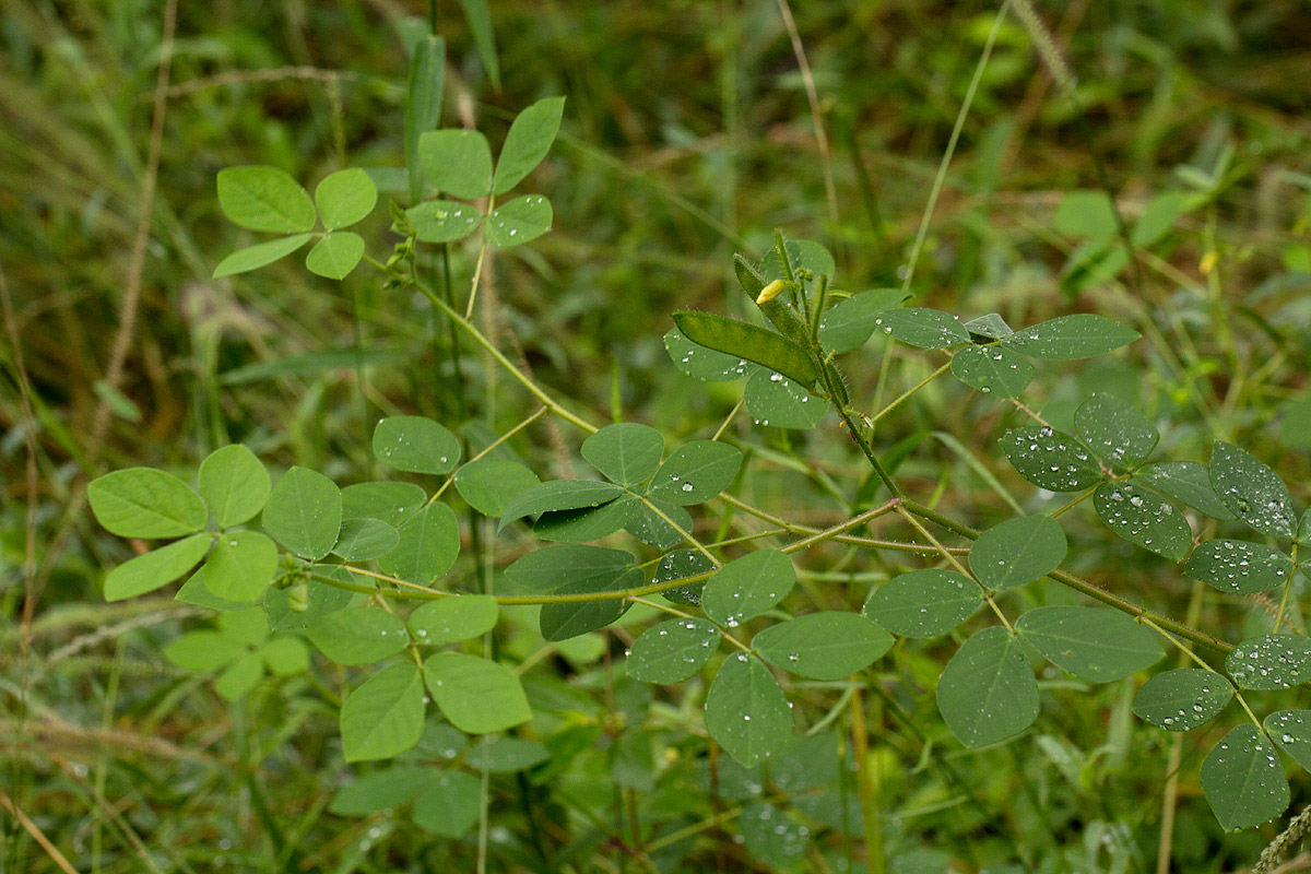 Chamaecrista absus Chamaecrista absus