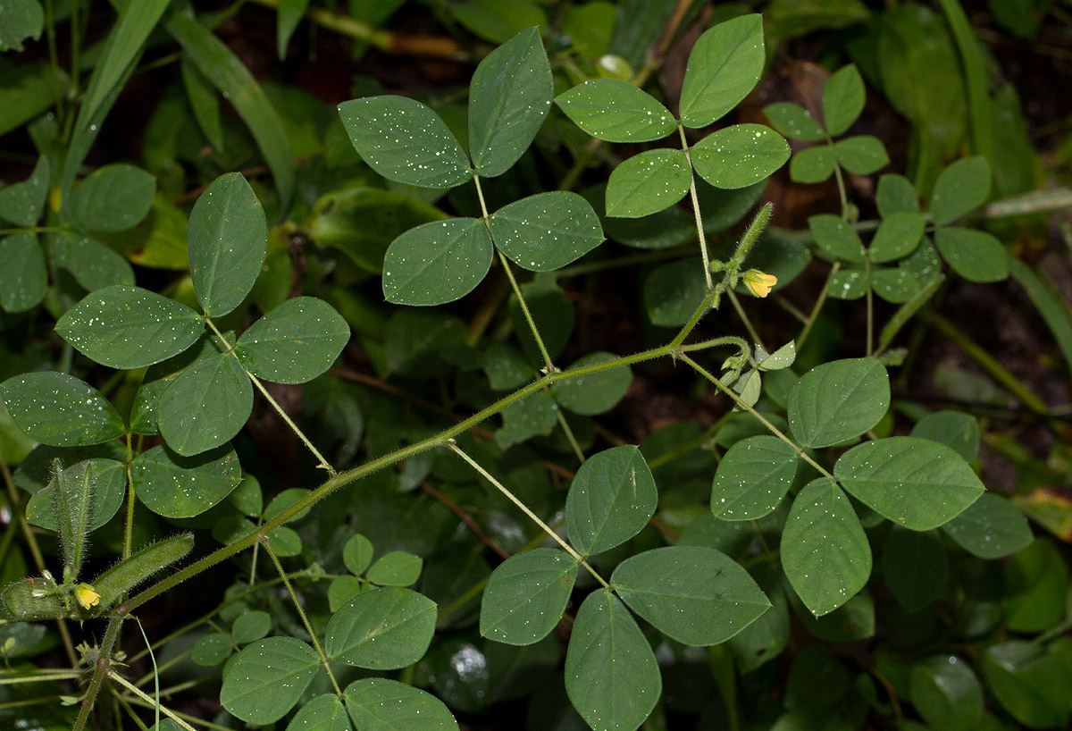 Chamaecrista absus Chamaecrista absus