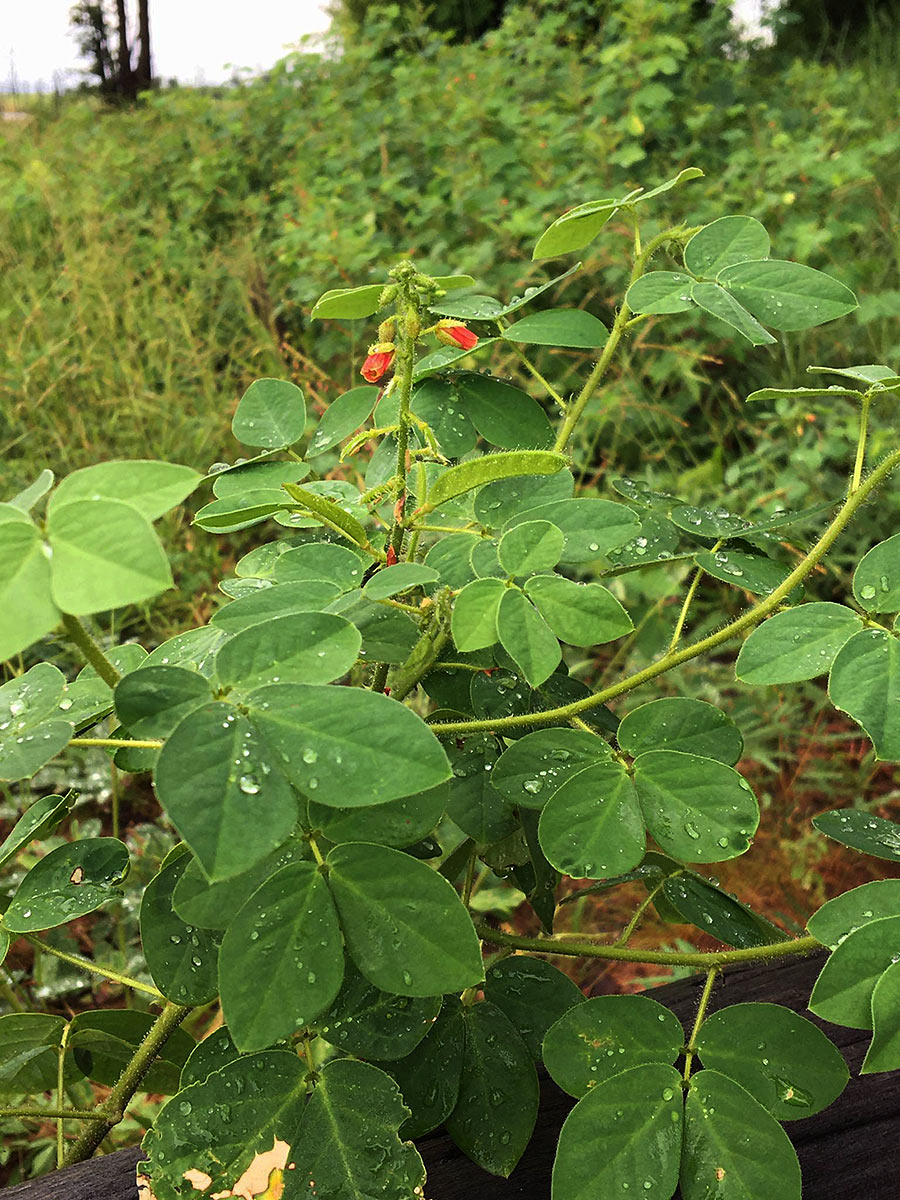 Chamaecrista absus Chamaecrista absus