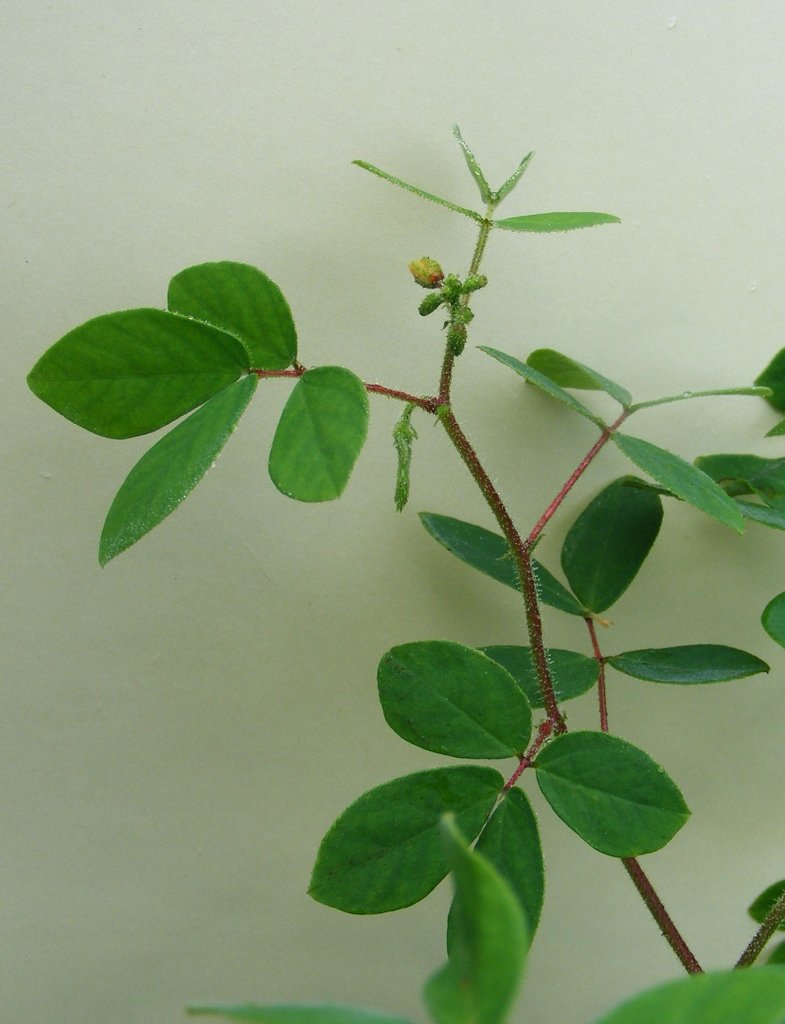 Chamaecrista absus Chamaecrista absus