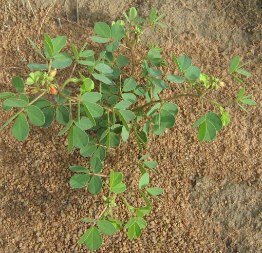 Chamaecrista absus Chamaecrista absus