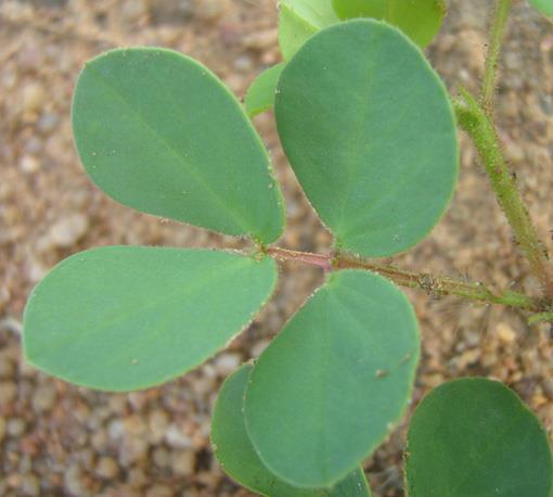 Chamaecrista absus Chamaecrista absus