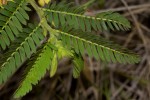 Chamaecrista falcinella var. parviflora