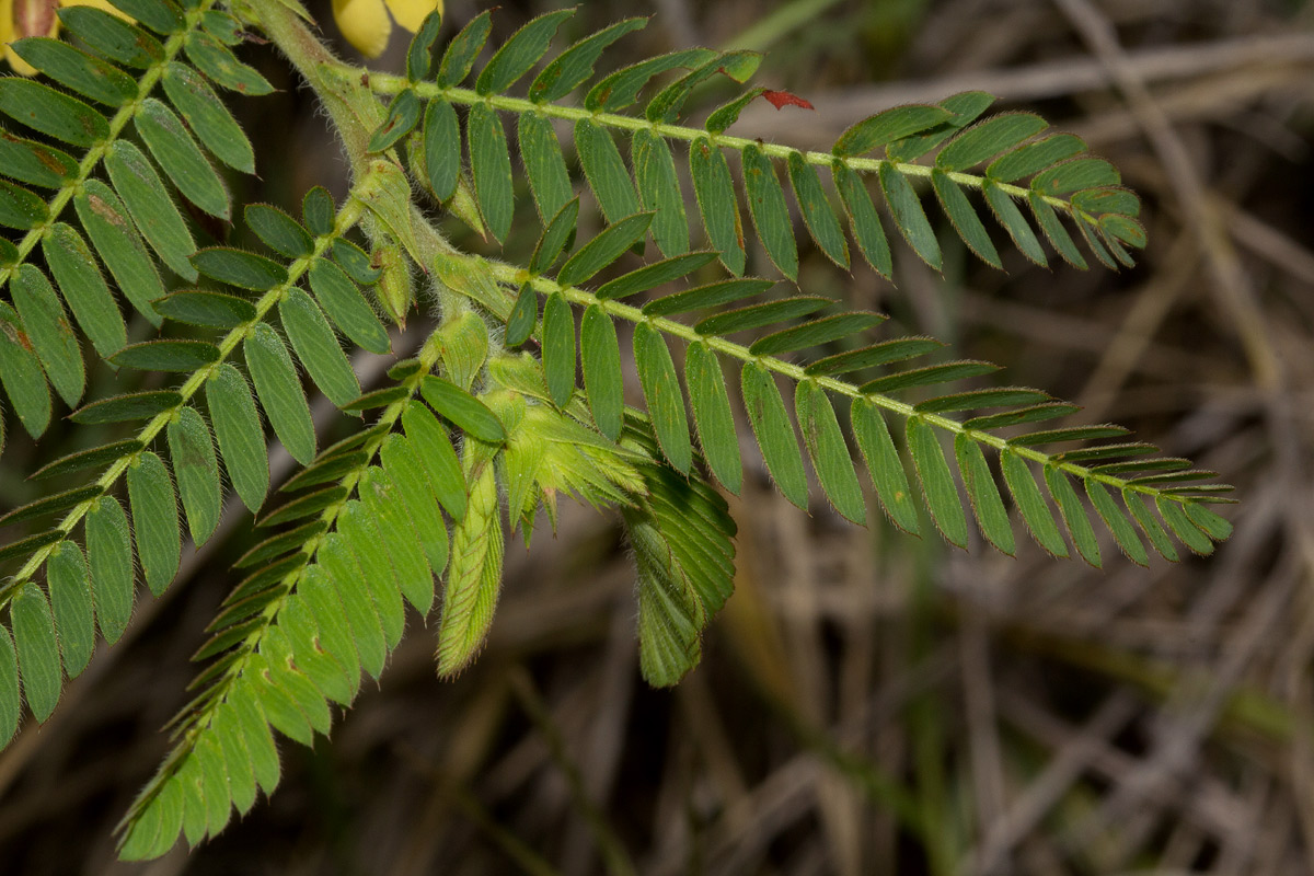 Chamaecrista falcinella var. parviflora
