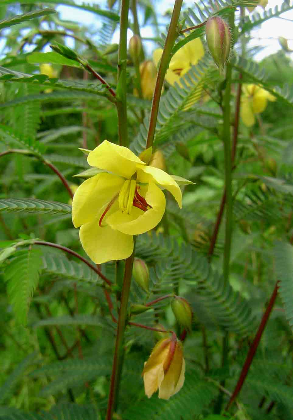 Chamaecrista mimosoides Chamaecrista mimosoides