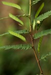 Chamaecrista mimosoides