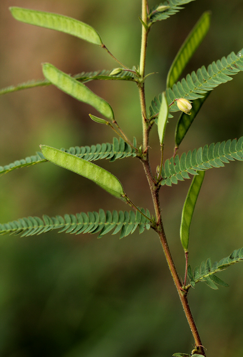 Chamaecrista mimosoides