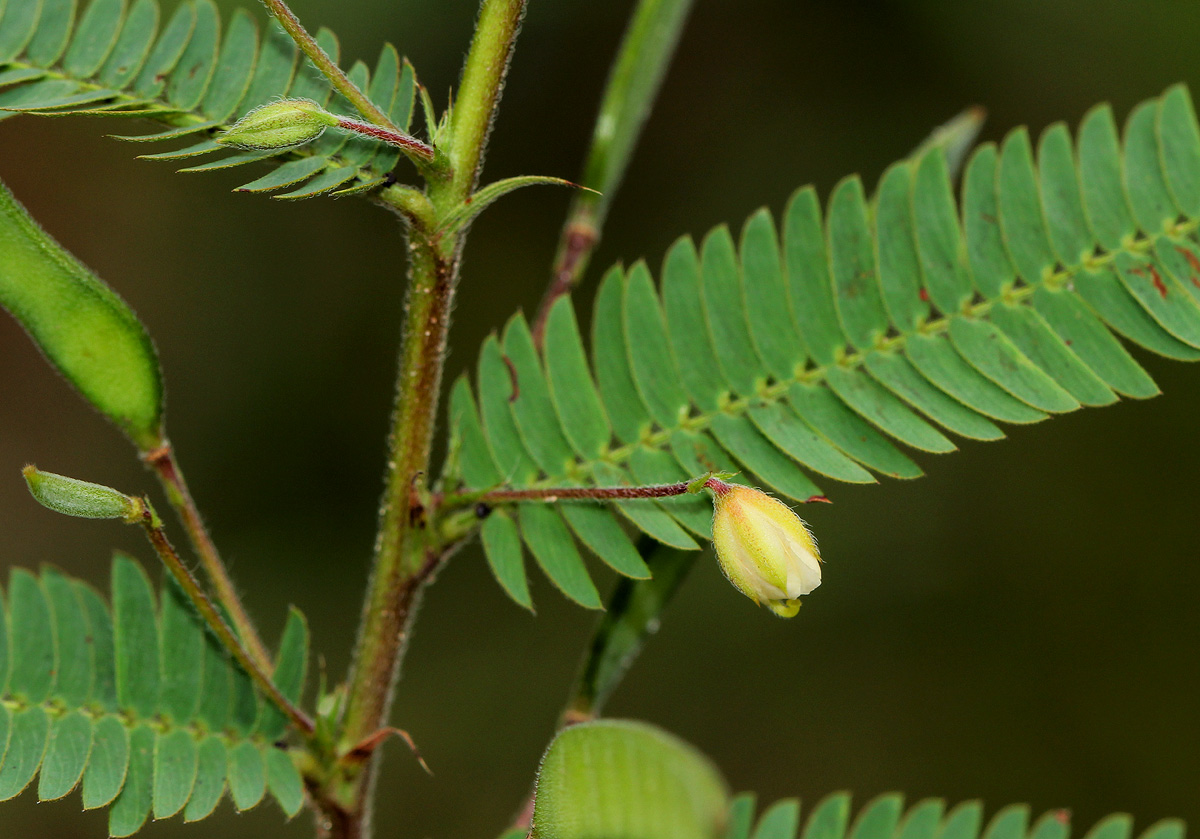 Chamaecrista mimosoides