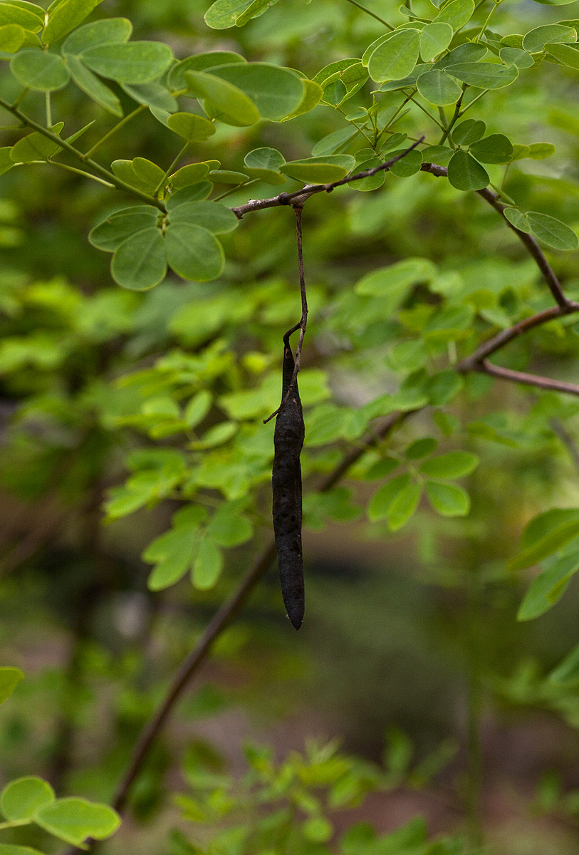 Senna bicapsularis Senna bicapsularis
