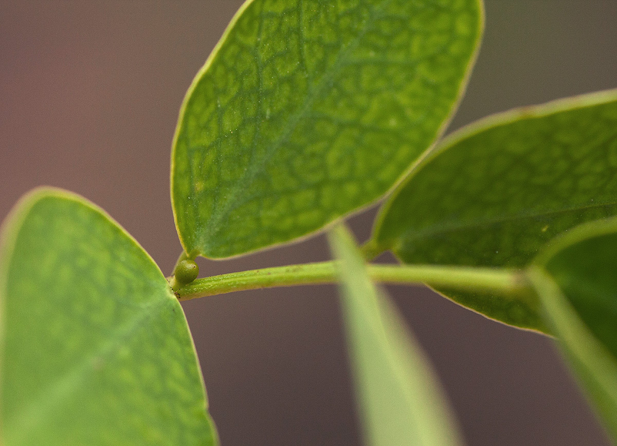 Senna bicapsularis Senna bicapsularis