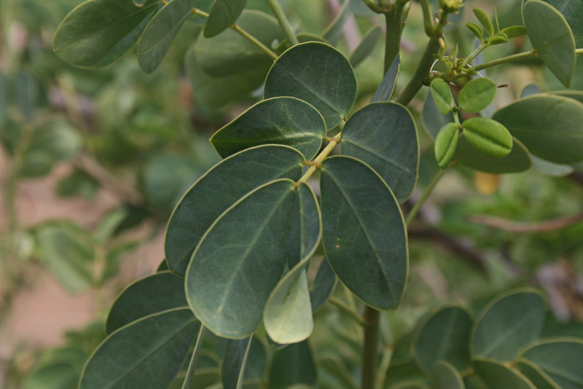 Senna bicapsularis Senna bicapsularis