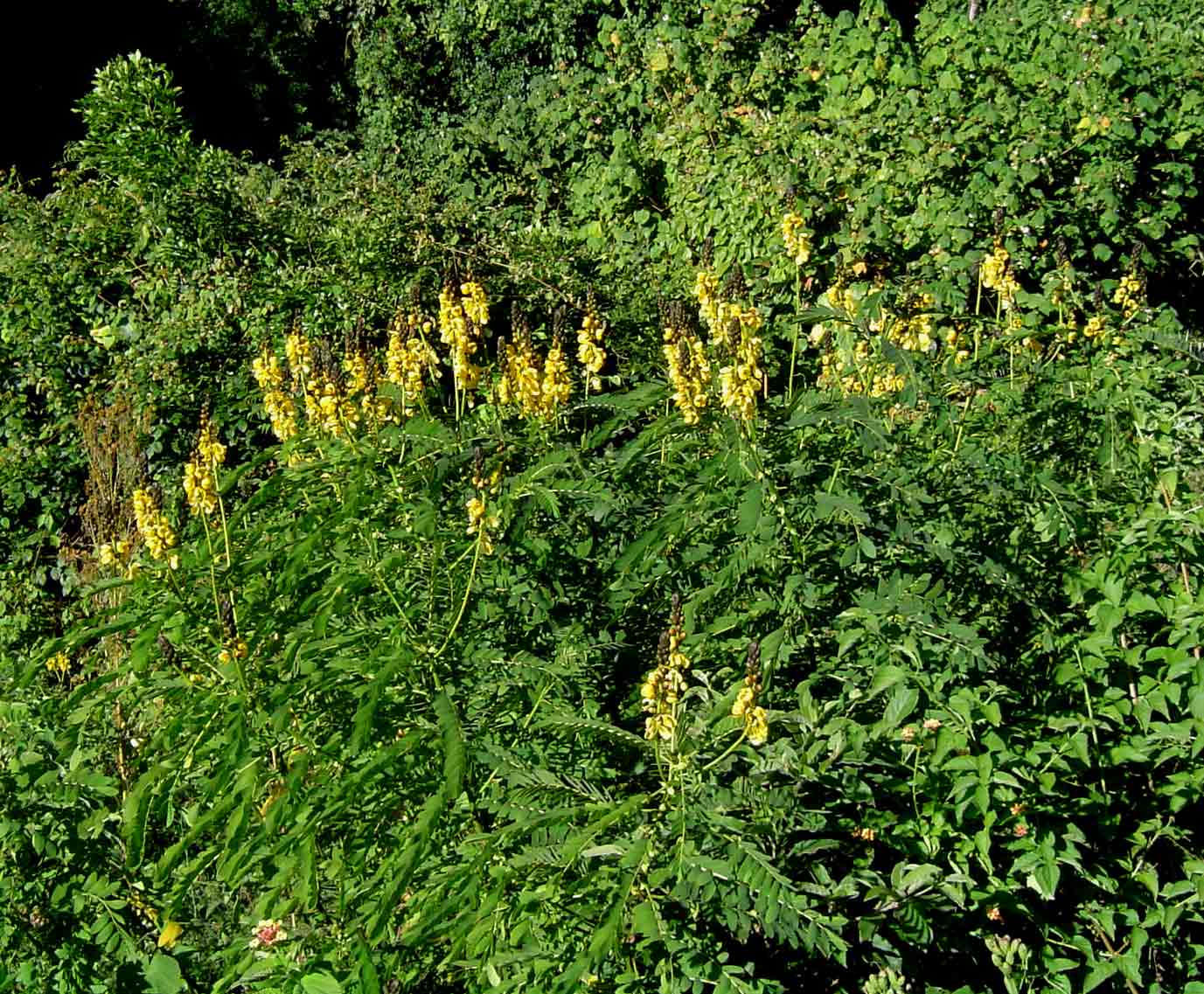 Senna didymobotrya Senna didymobotrya