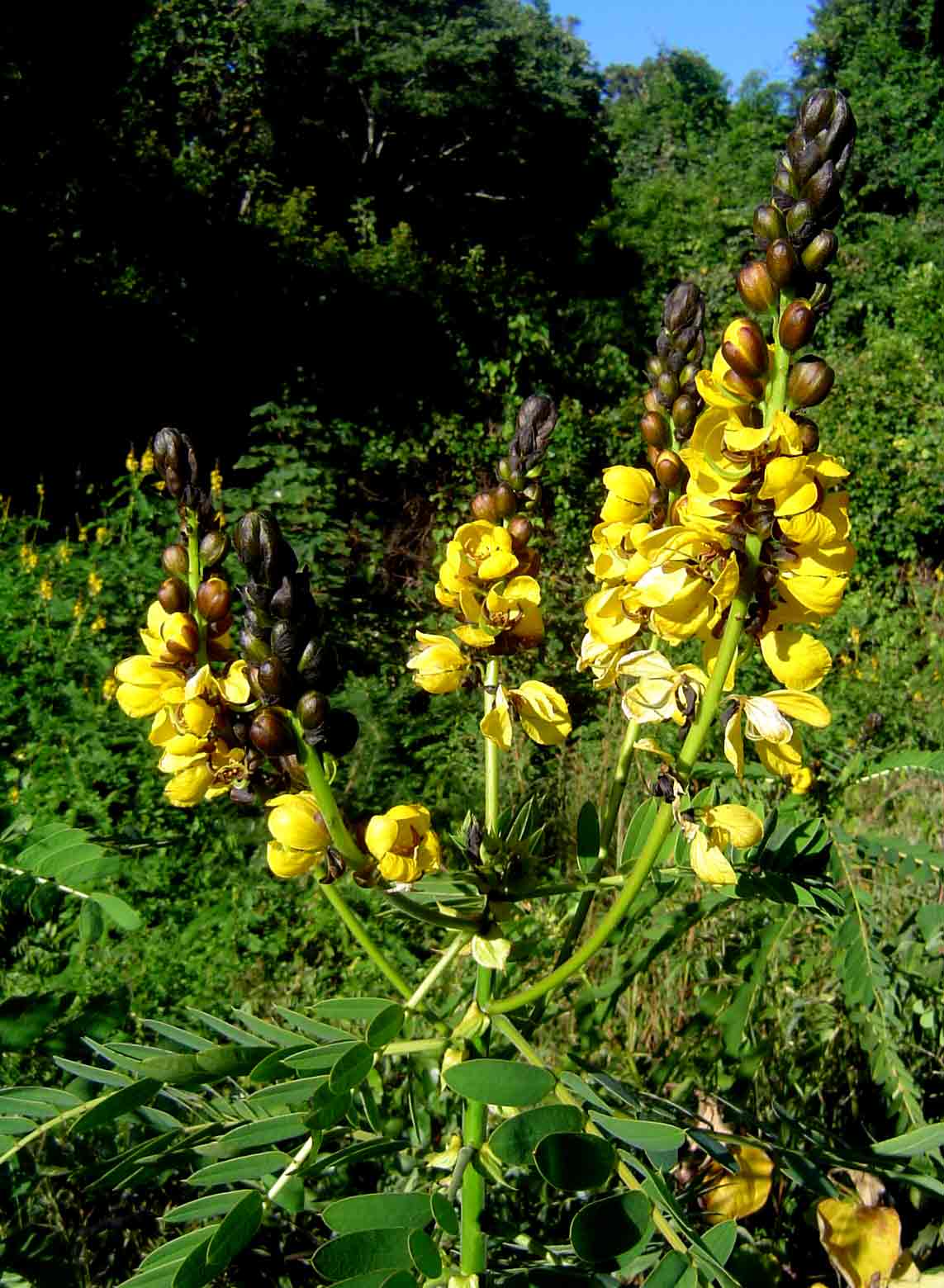 Senna didymobotrya Senna didymobotrya