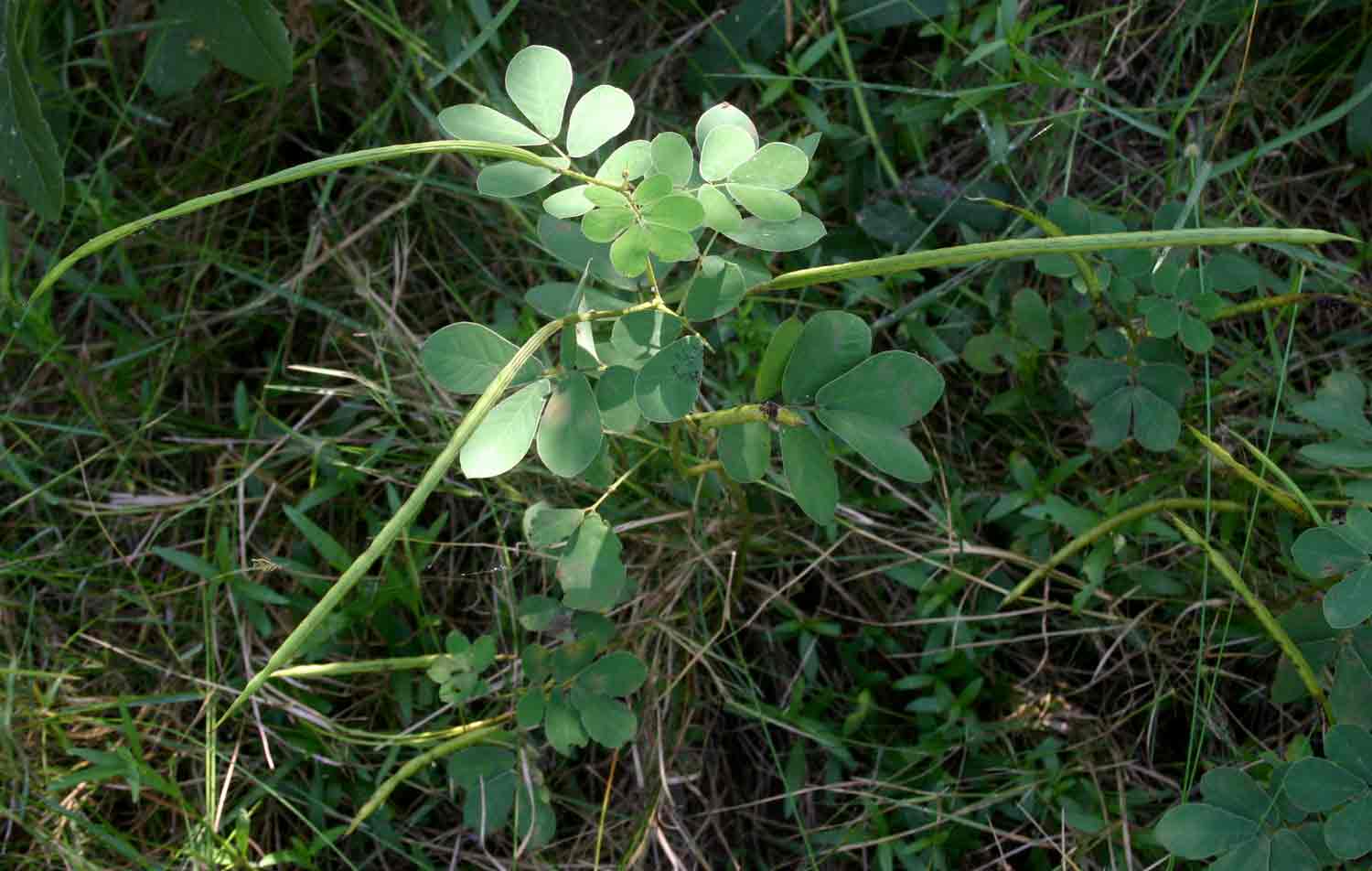 Senna obtusifolia Senna obtusifolia