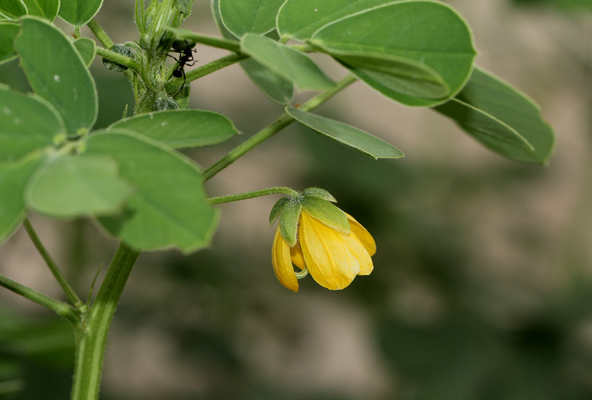 Senna obtusifolia Senna obtusifolia