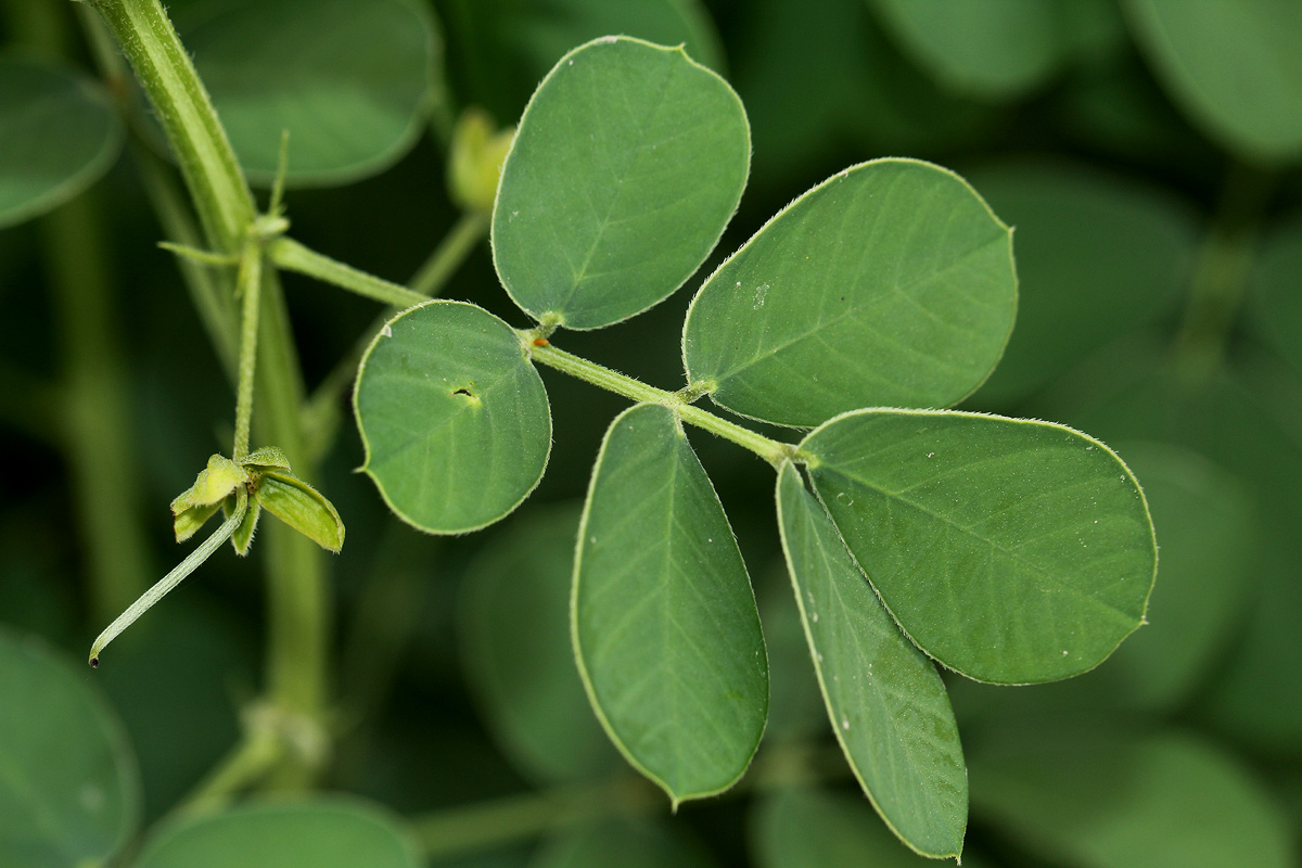 Senna obtusifolia Senna obtusifolia