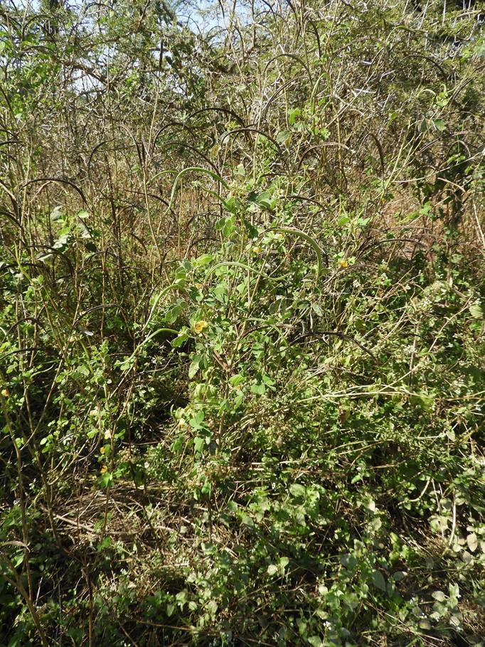 Senna obtusifolia Senna obtusifolia