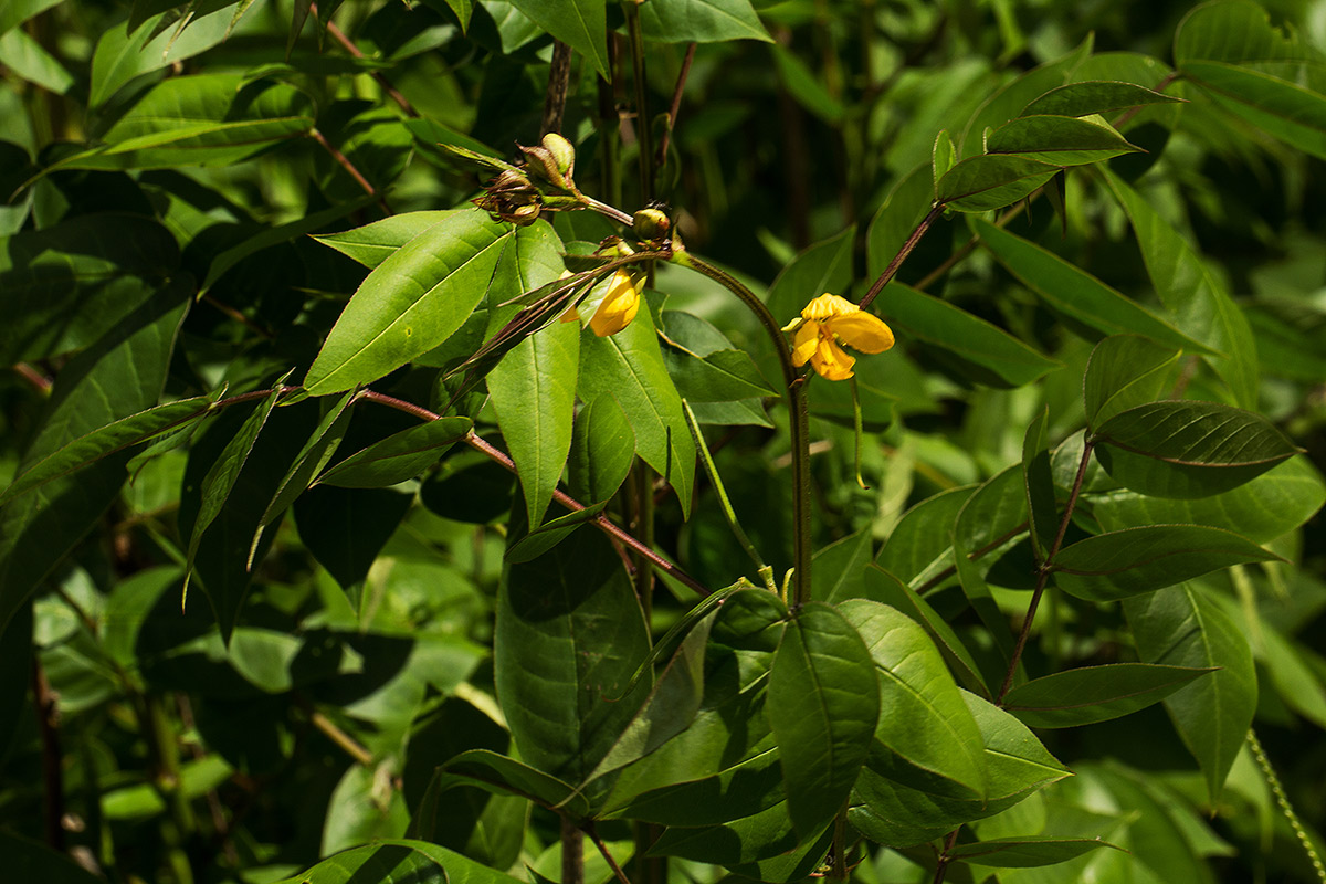 Senna occidentalis