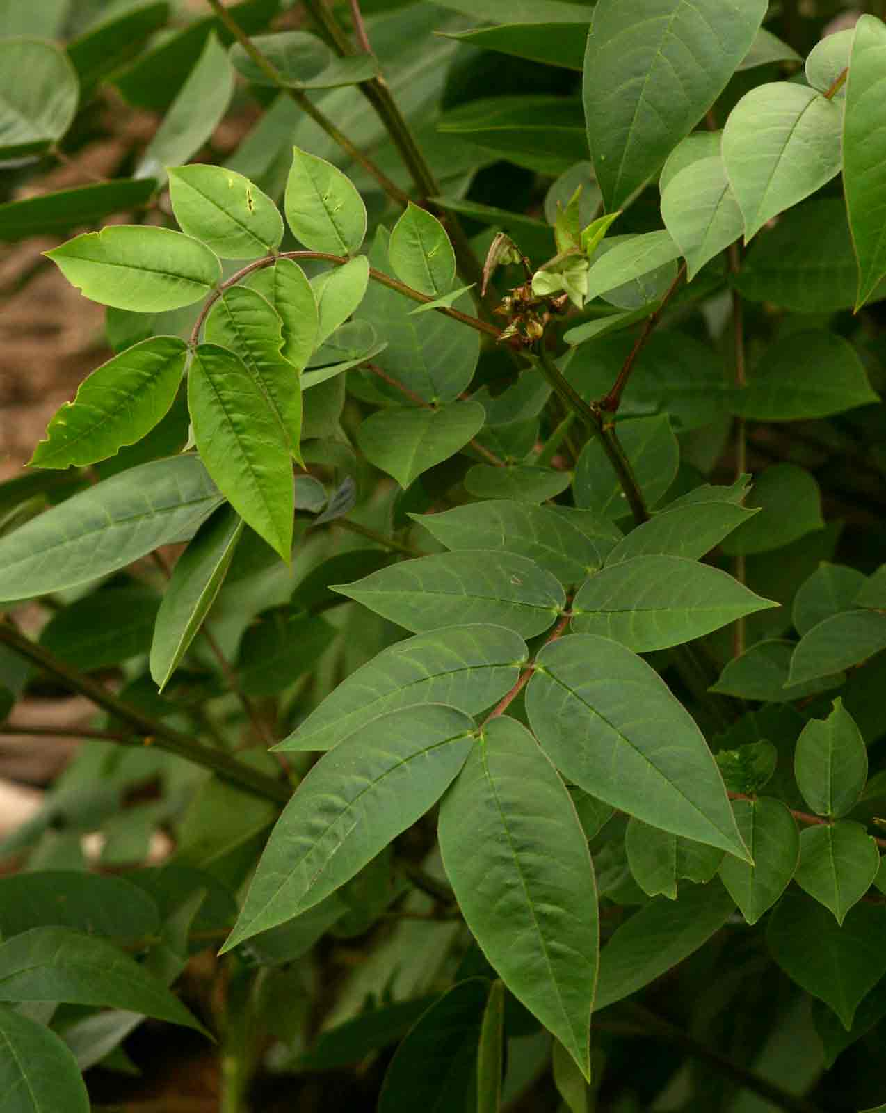 Senna occidentalis Senna occidentalis