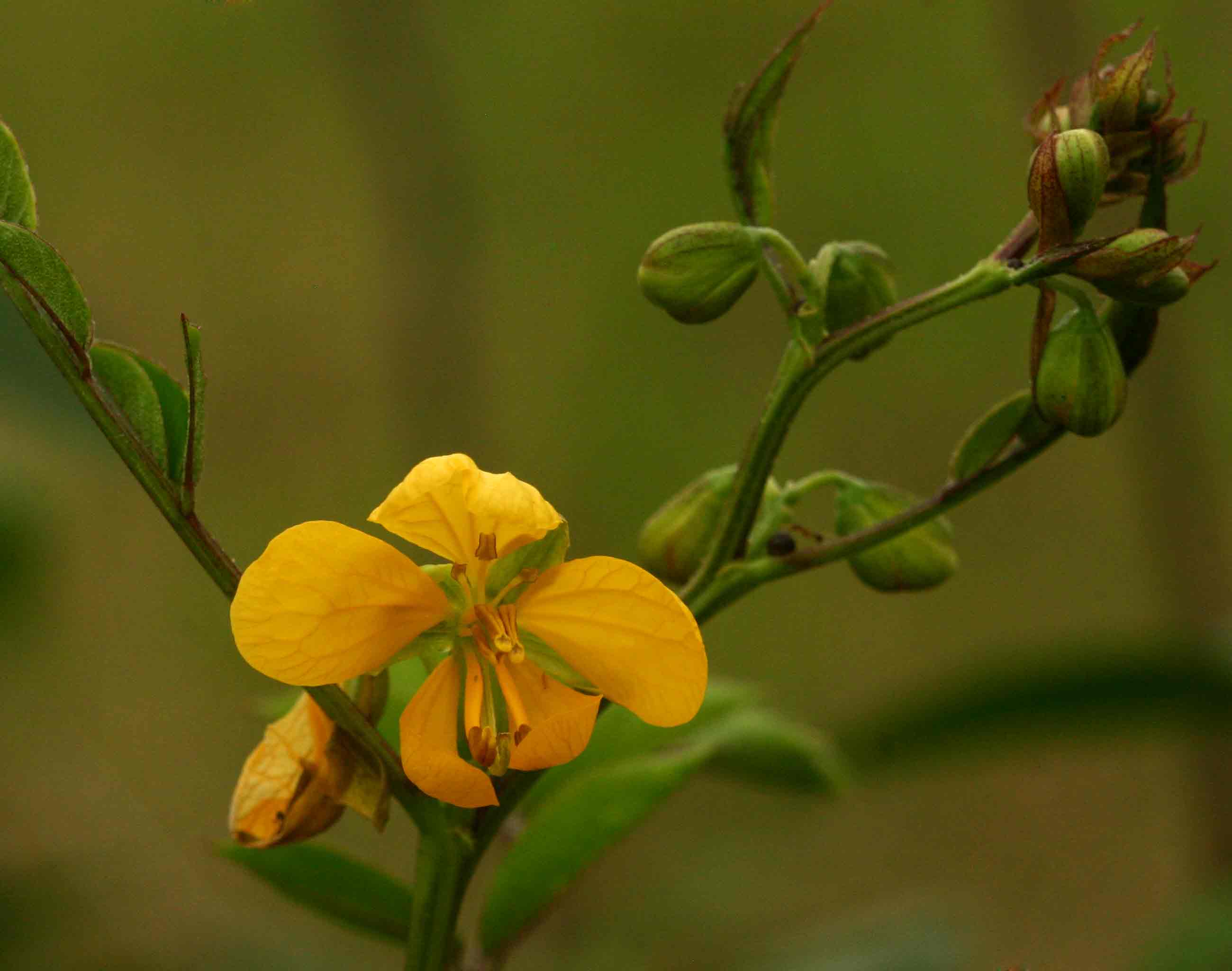 Senna occidentalis