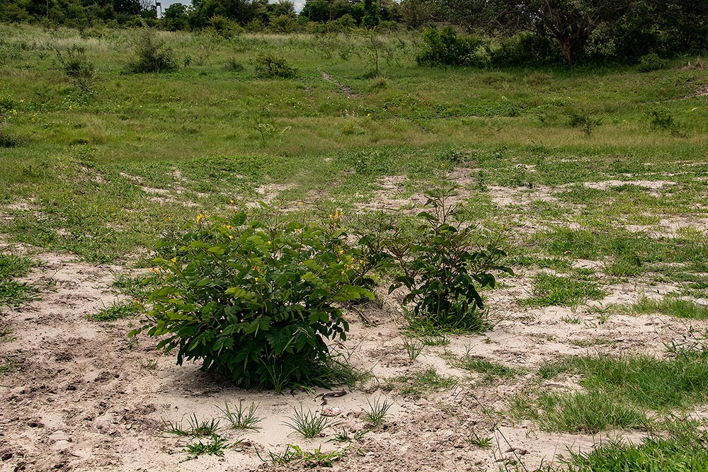 Senna occidentalis Senna occidentalis