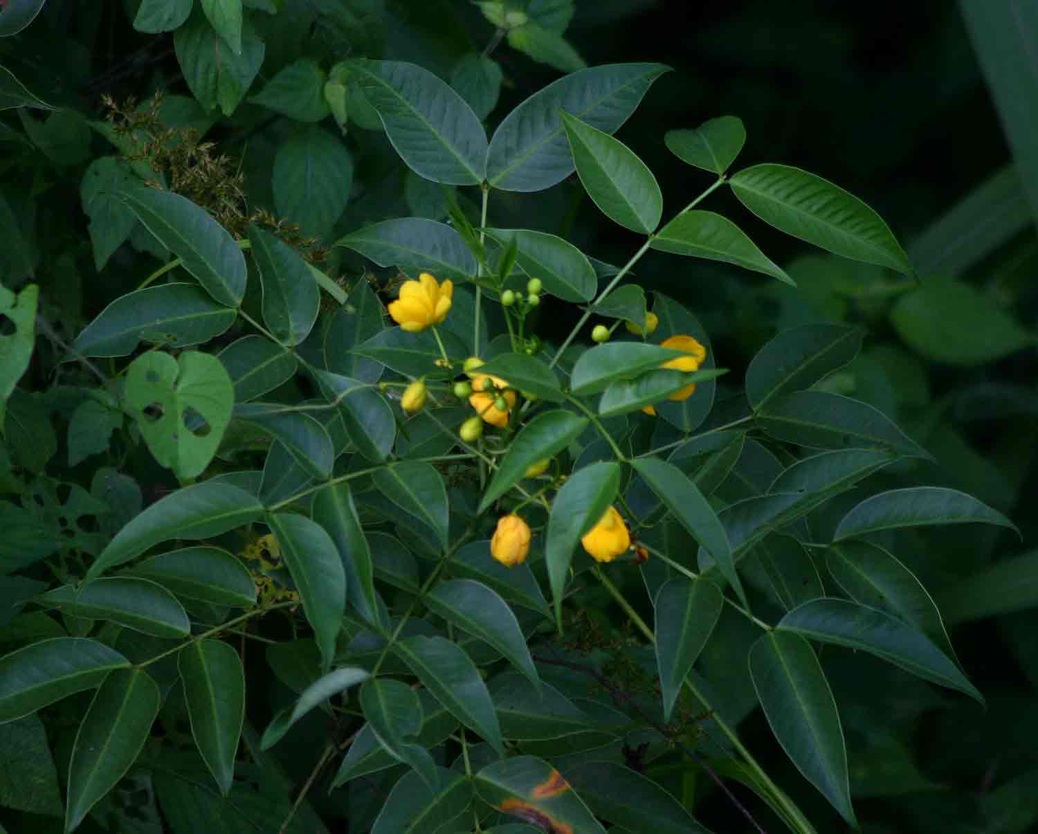 Senna septemtrionalis Senna septemtrionalis