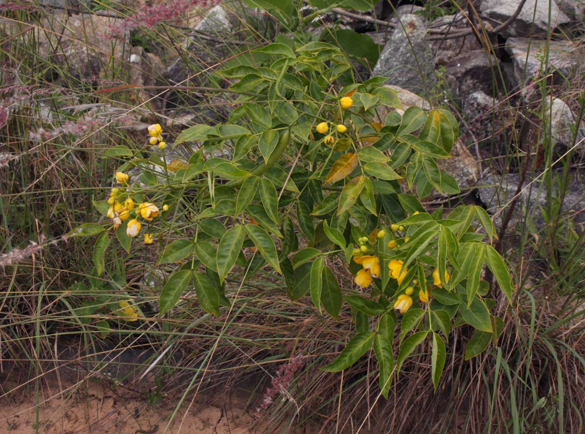 Senna septemtrionalis Senna septemtrionalis