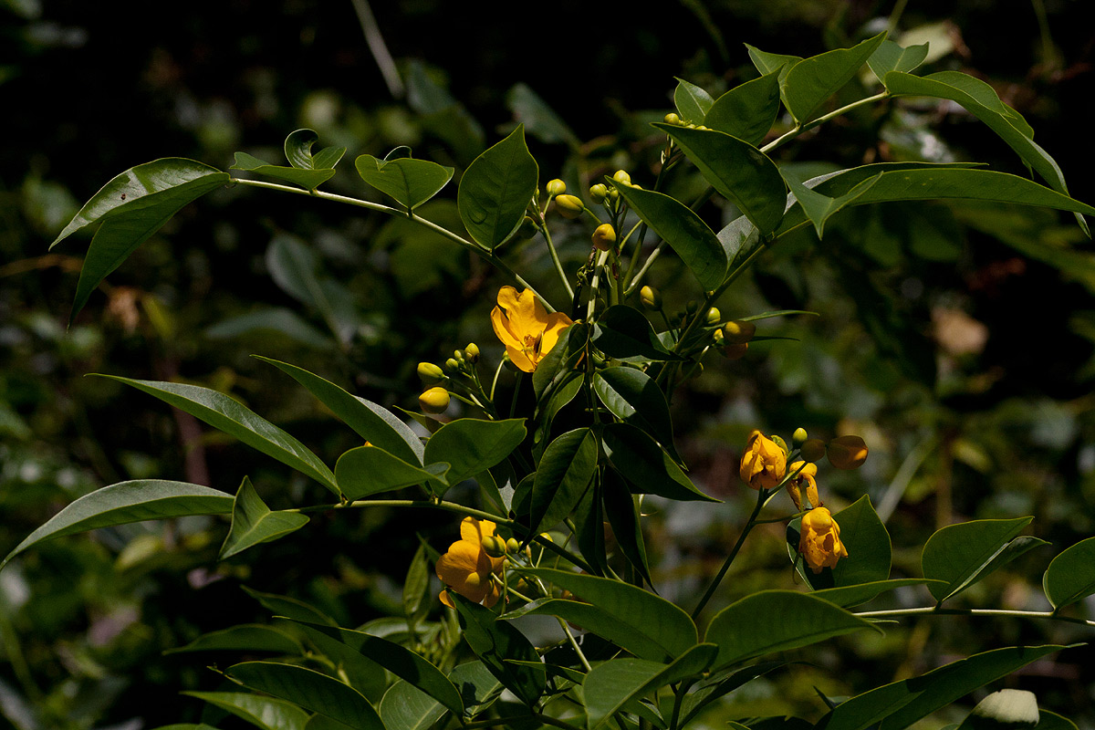 Senna septemtrionalis Senna septemtrionalis