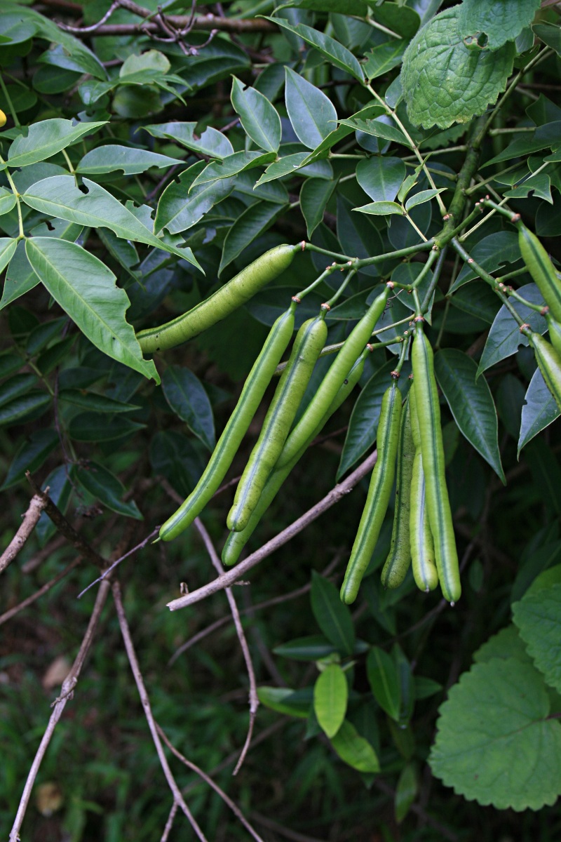 Senna septemtrionalis Senna septemtrionalis