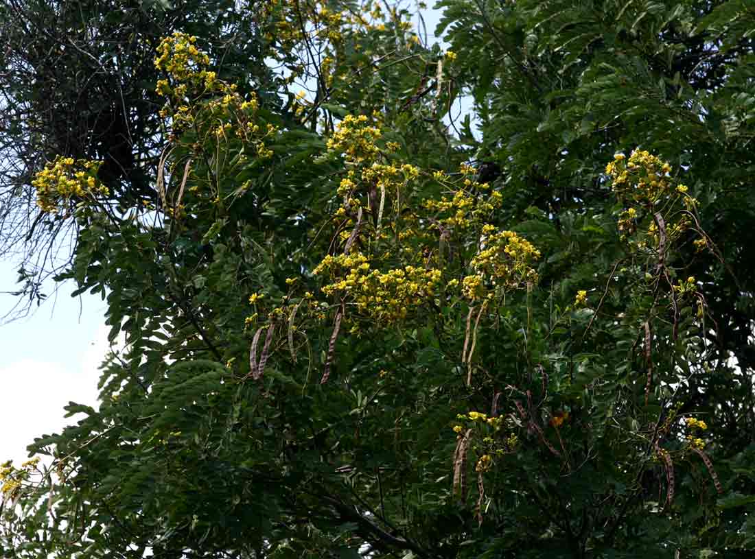 Senna siamea Senna siamea