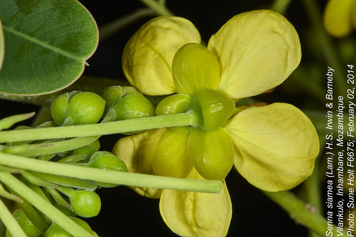 Senna siamea Senna siamea