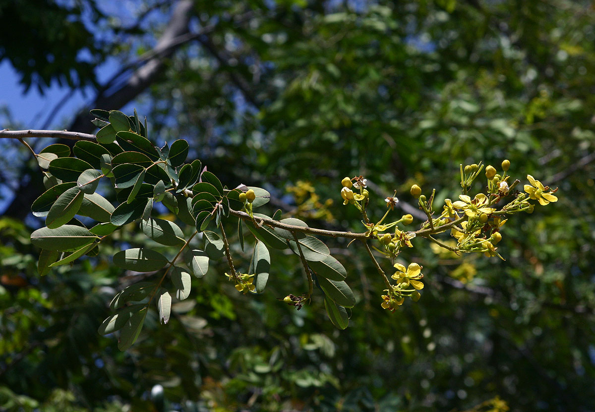 Senna siamea Senna siamea