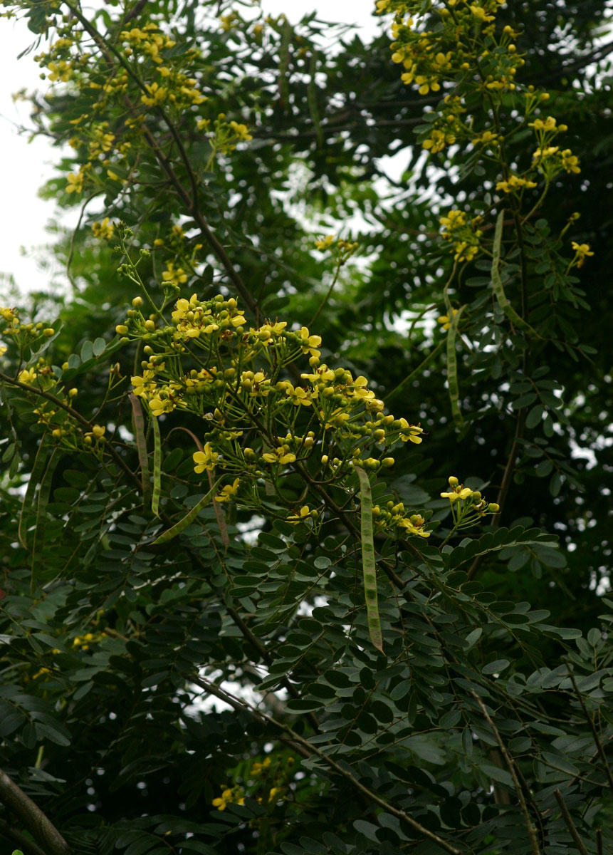 Senna siamea Senna siamea