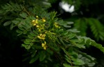 Senna siamea