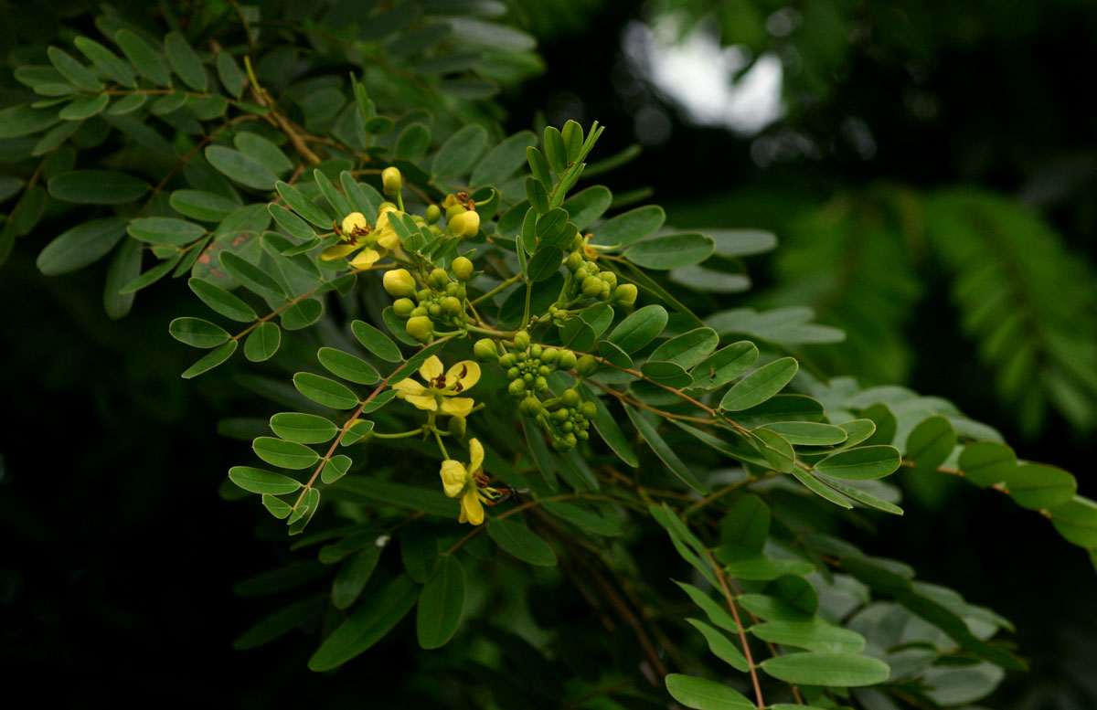 Senna siamea Senna siamea
