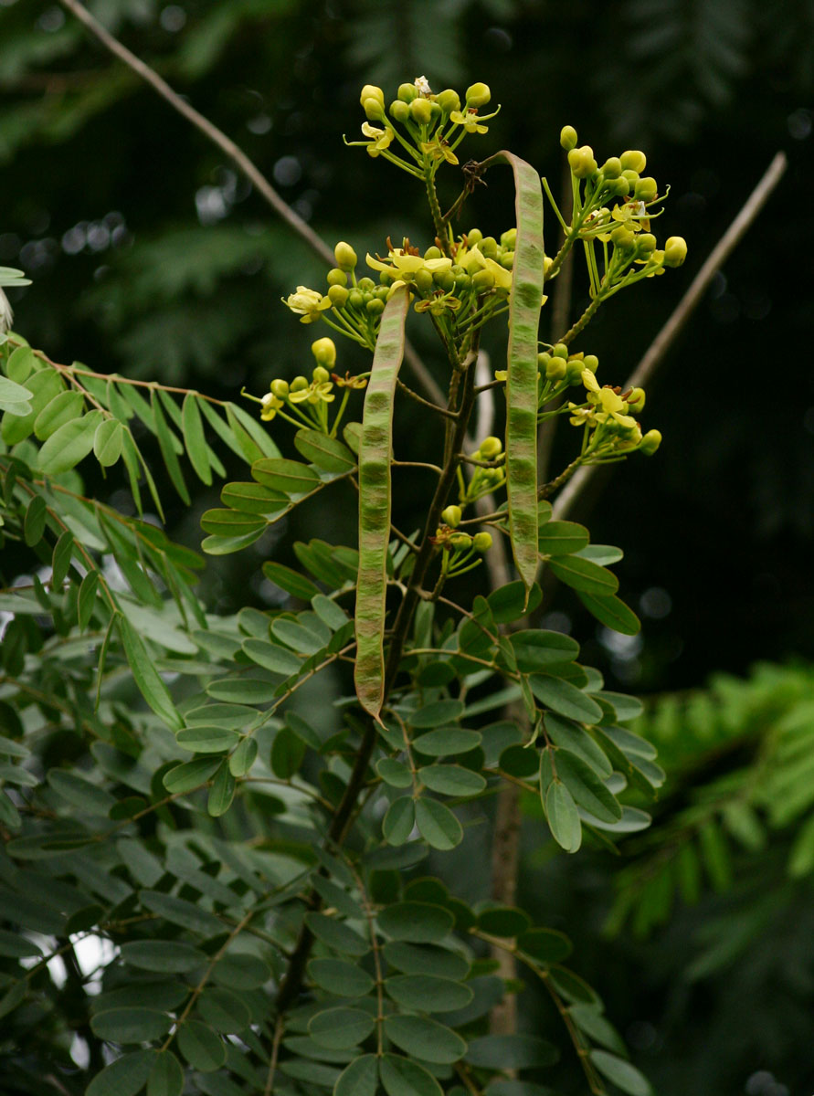 Senna siamea Senna siamea