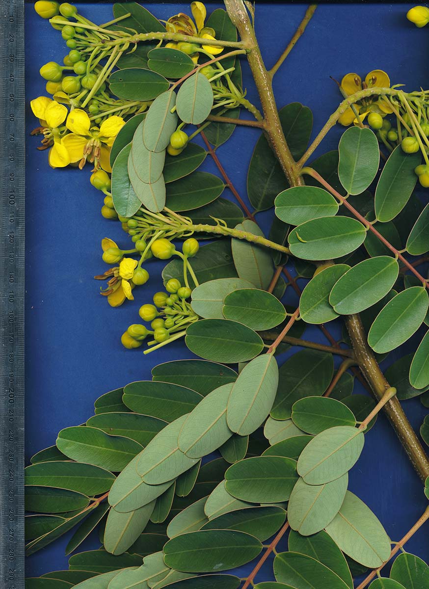 Senna siamea Senna siamea