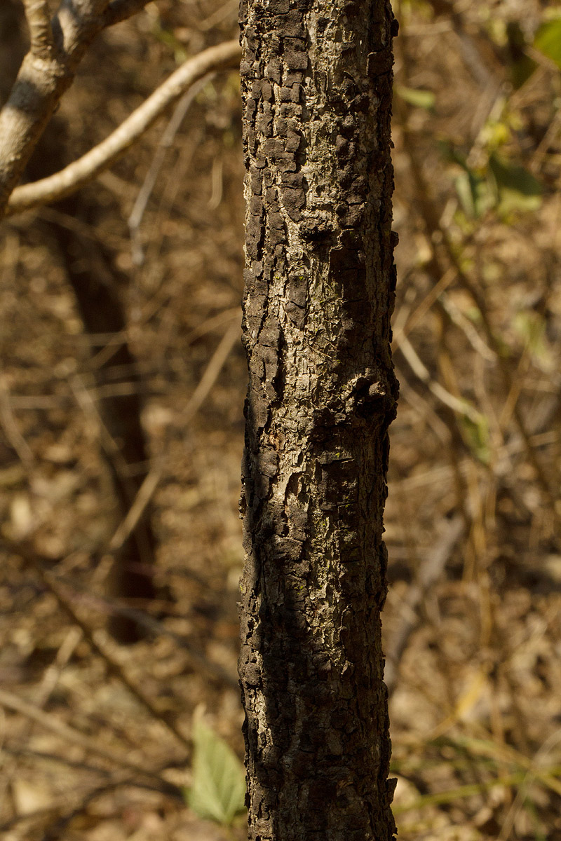 Senna singueana Senna singueana