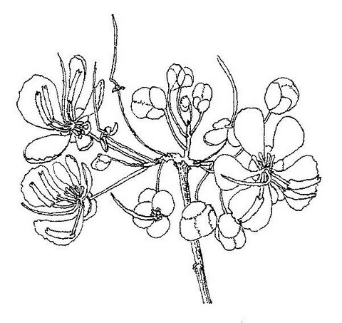 Senna singueana Senna singueana