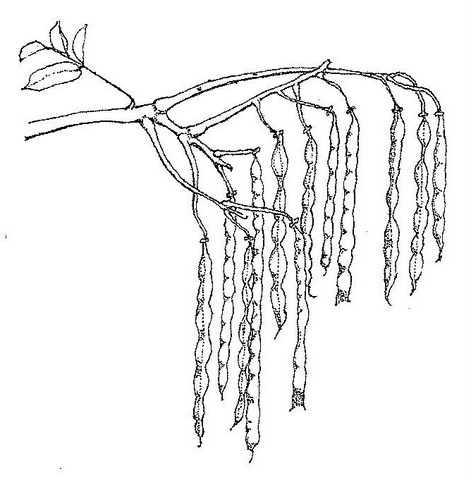 Senna singueana Senna singueana