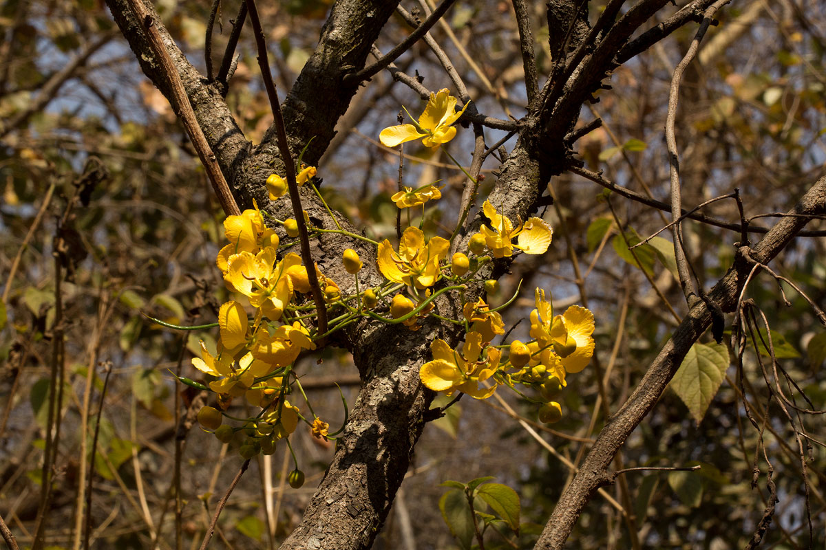 Senna singueana Senna singueana